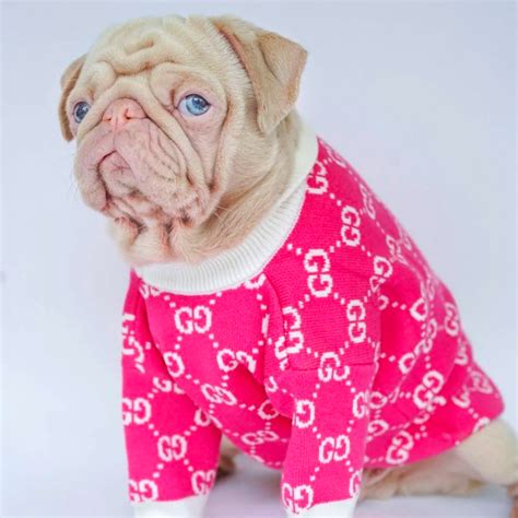 gucci dog hoodie|Gucci inspired dog clothes.